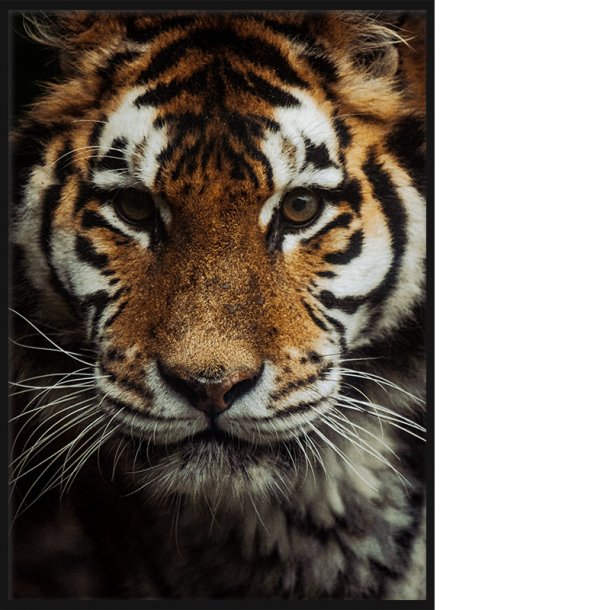 Tiger Closeup