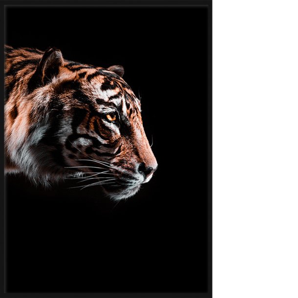 Tiger on Black